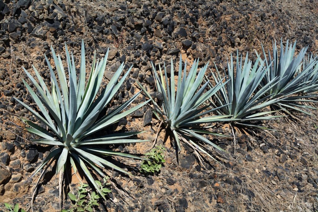 Agave Angustifolia-Espadín de Oaxaca