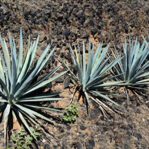 Agave Angustifolia-Espadín de Oaxaca