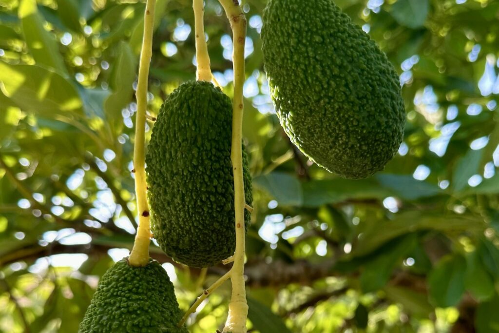 Aguacates Hass madurando en el árbol dentro de un huerto, con la piel rugosa característica de la variedad
