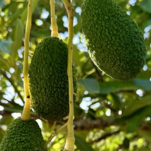 Aguacates Hass madurando en el árbol dentro de un huerto, con la piel rugosa característica de la variedad